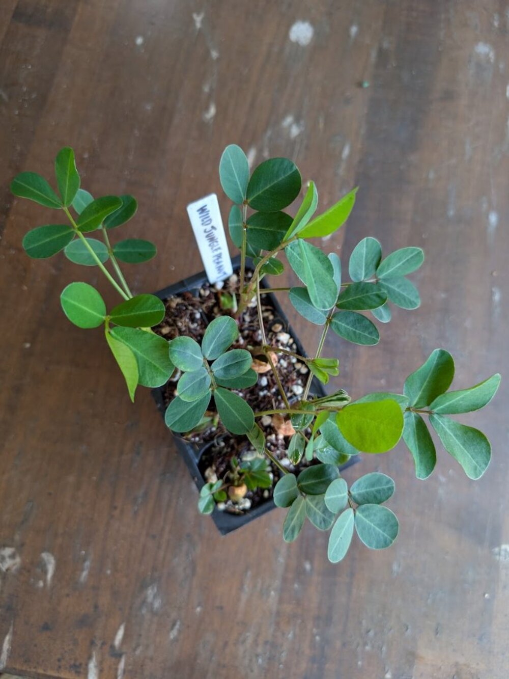 Wild Jungle Peanut (Arachis hypogaea) Live Rooted Starter Plant - Picture 2 of 4